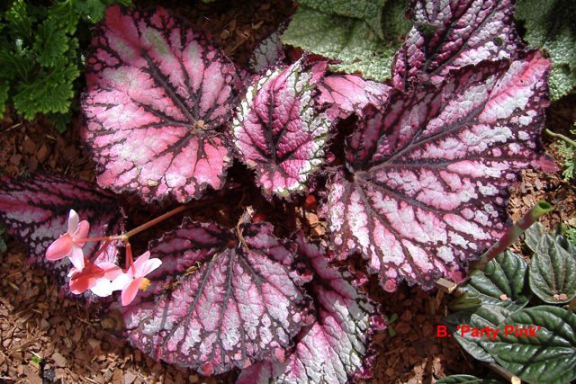 B. ‘Party Pink’
